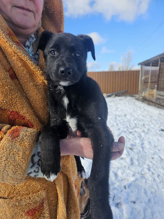 Шикарна дівчинка, 3х місяців, в пошуку дому