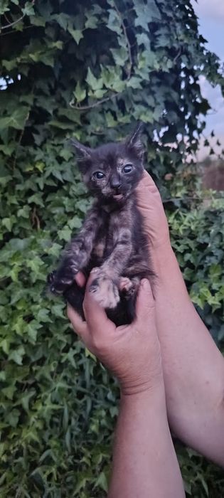 Gatinhos bebés para adoção responsável