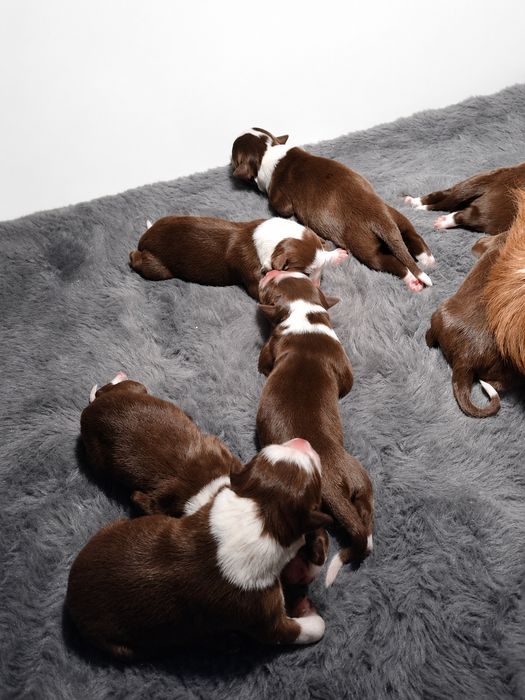 Border Collie Czekoladowo Biała dziewczynka