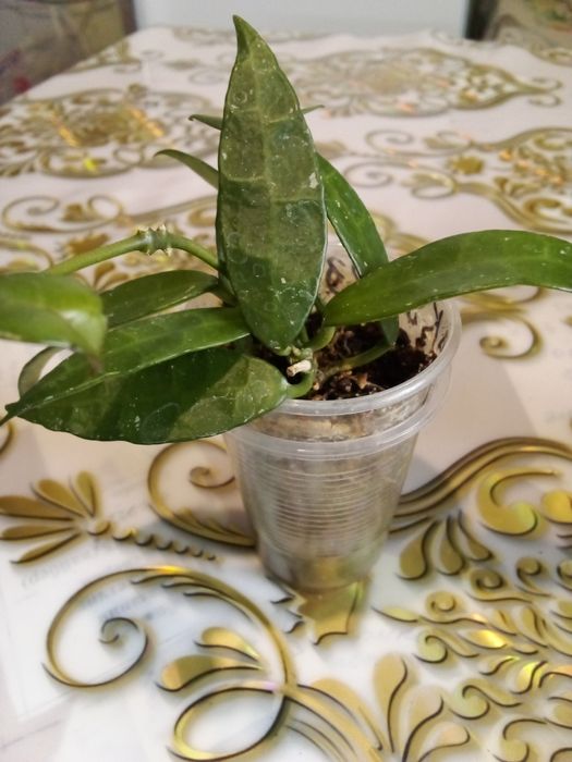 Комнатные домашние растения все в активном росте