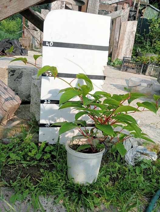 Саджанці актинідія (ківі)