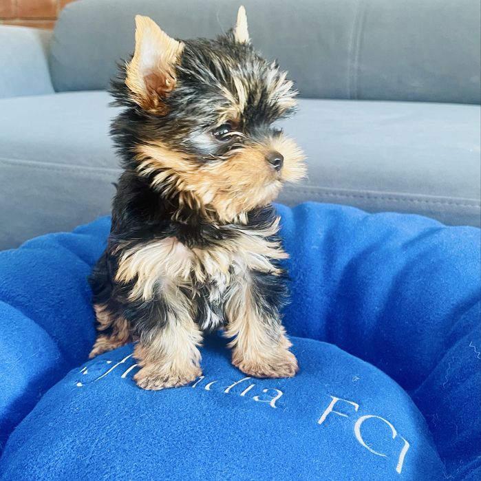Yorkshire terrier z rodowodem ZKwP FCI