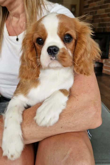 suczka Cavalier King Charles Spaniel ZKwP