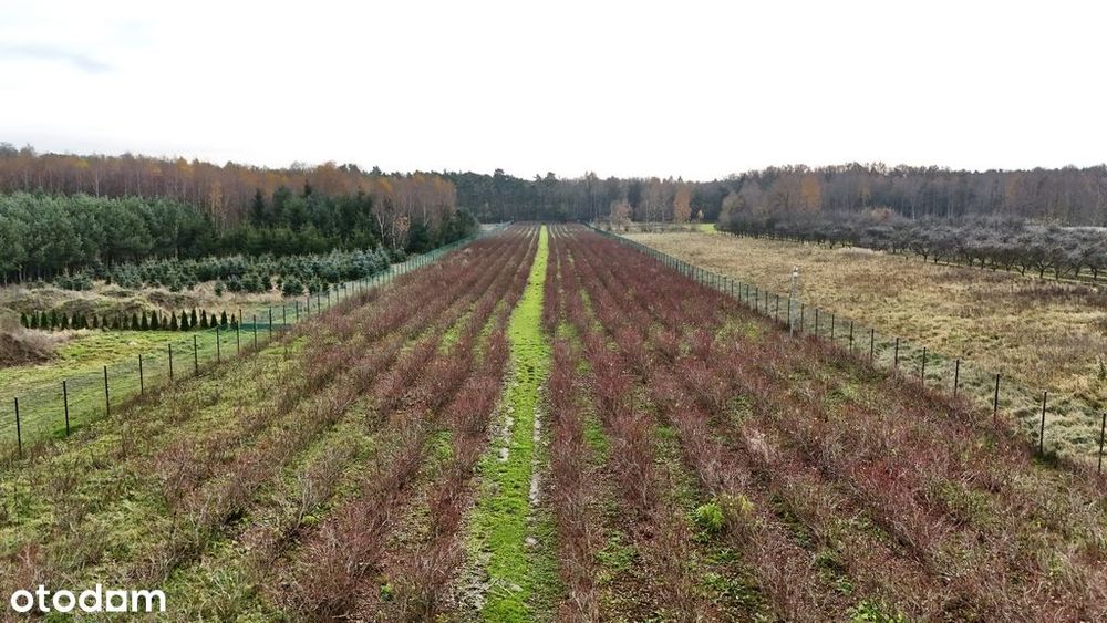 Działka inwestycyjna - uprawa borówek k.Kalisza
