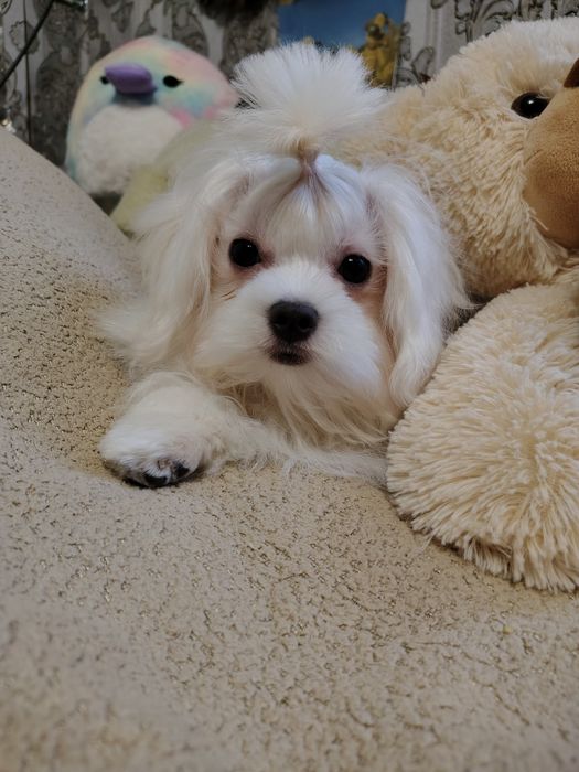 Продам милого хлопчика мальтезе