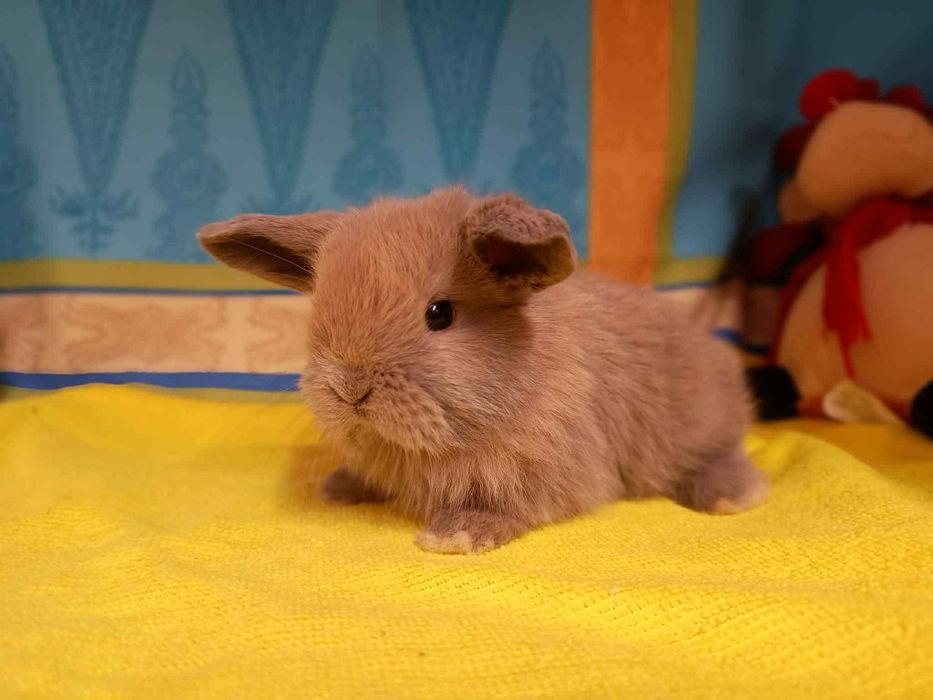 Sprzedam króliczki mini loop mini lop niebieskookie