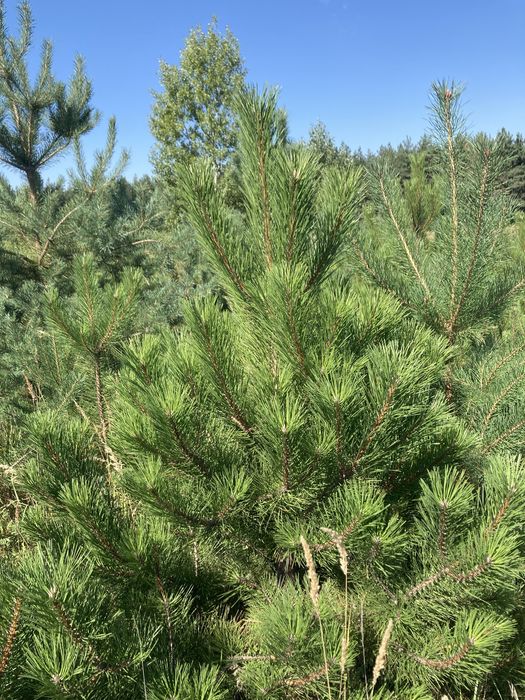 Продам крымку. Крымка на ком. Сосна крымская.