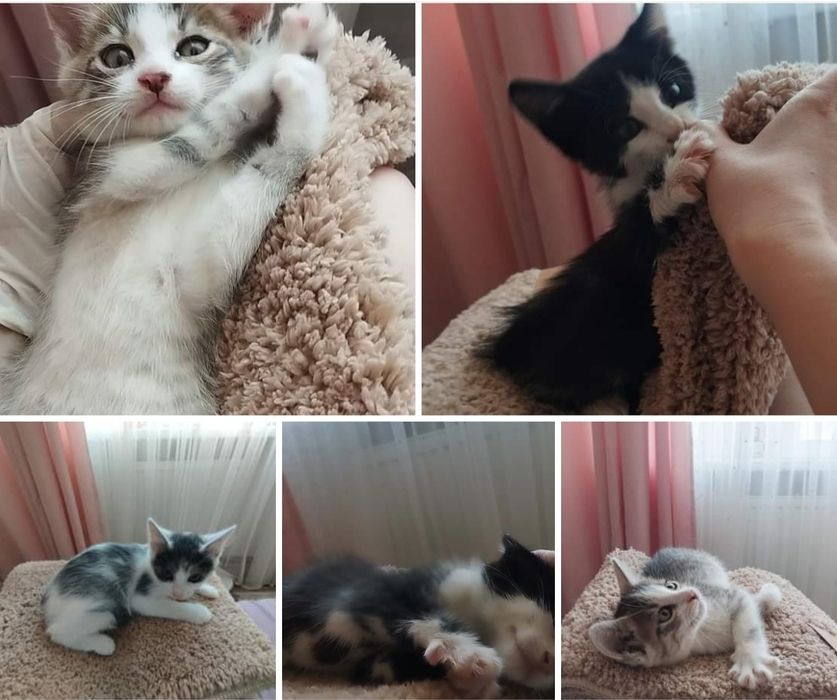 Хлопчики безкоштовно