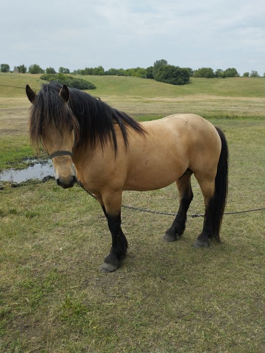 Продам молодого жеребця