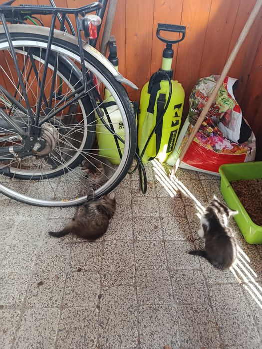 Oddam kotki w dobre rece