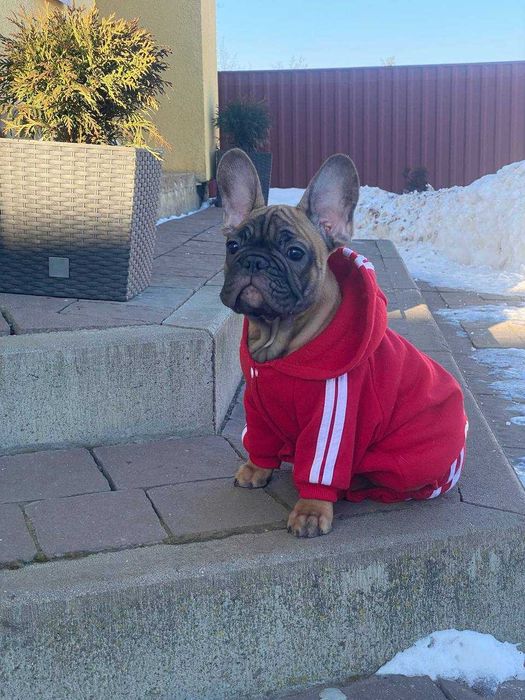 Французьий Бульдог