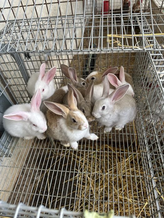 Coelhos de raça comum para consumo