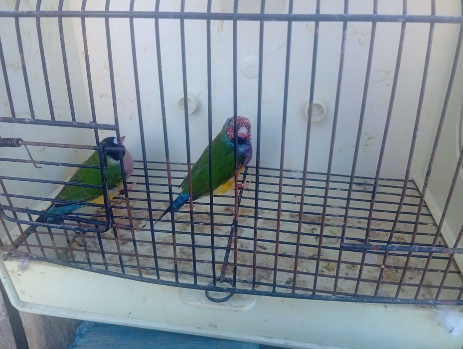 Ring necks caturras diamantes de gould e bengalins