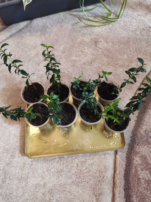 Рослина кімнатна мірт