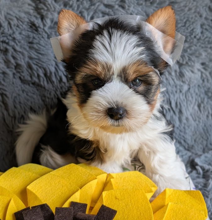 York Biewer piesek Dante Yorkshire Terrier Biewer