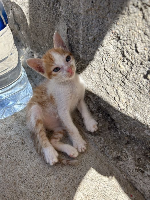 gatinhos para adoçao