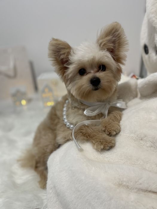 Обіймай і не відпускай  чарівні Помапу тут!