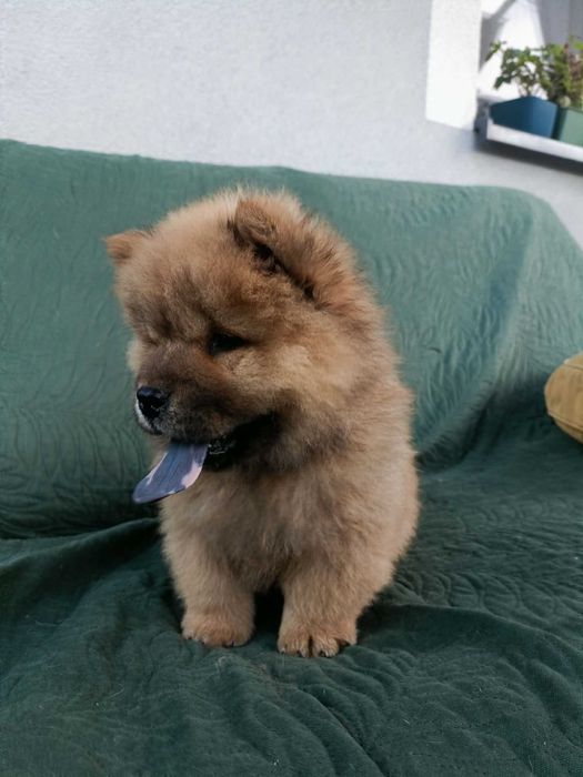 Wzorcowy Chow Chow piękny exterrier psy rodzice FCI