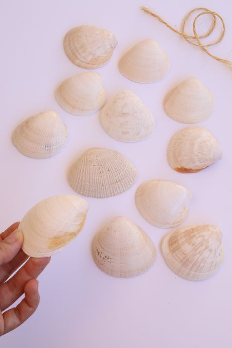 Conjunto de 12 conchas do mar