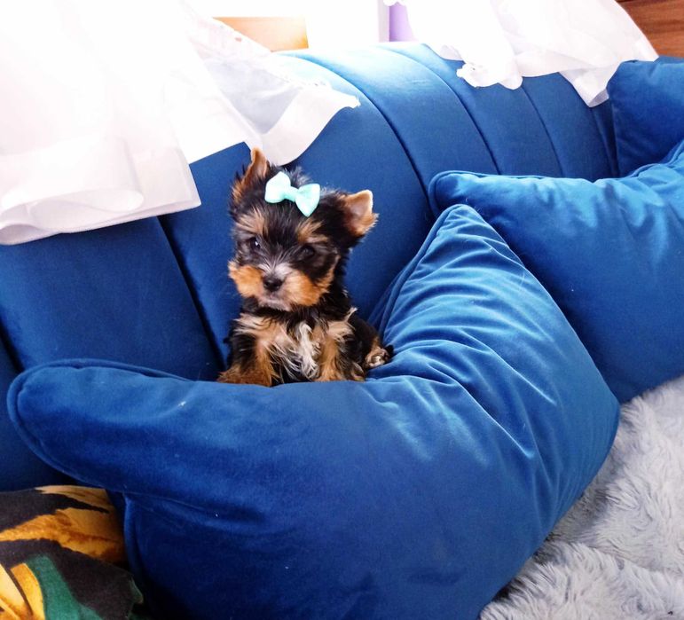 york terier miniaturka piesek york shire terrier