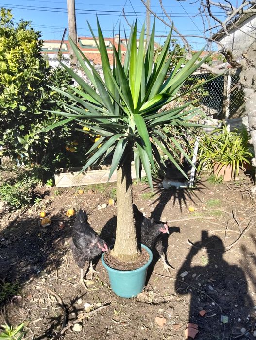 Vendo plantas bonitas apartir de 10€