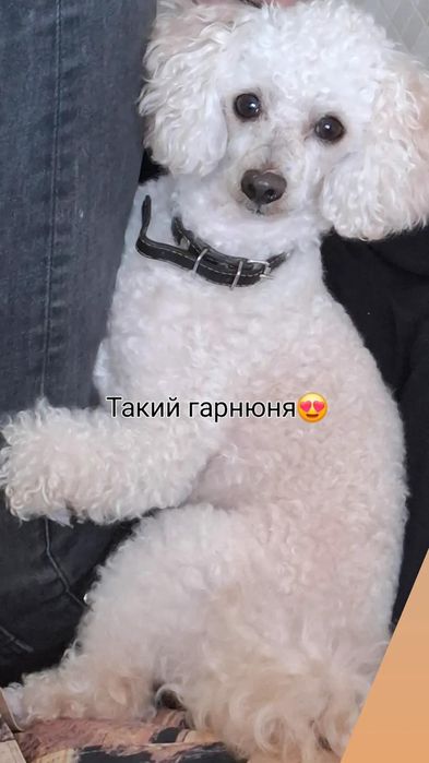 Той пудель в'язка