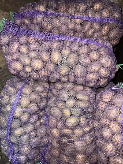 Продам насіневу картоплю сорту Коннект