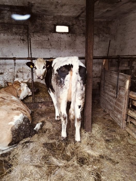 Jałówka bialogrzbietka BG wysokocielna