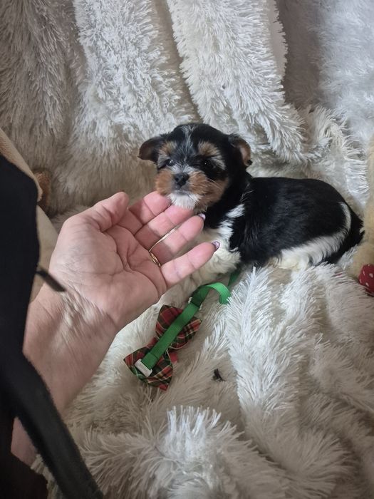 Biewer Terrier Macho Miniatura Criadora Registada PT 3088 FL