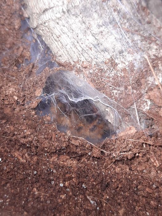 Ptasznik - pterinochilus murinus usambara + terrarium