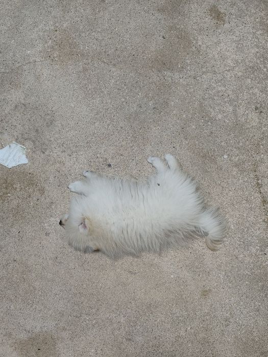 Spitz Alemão anão