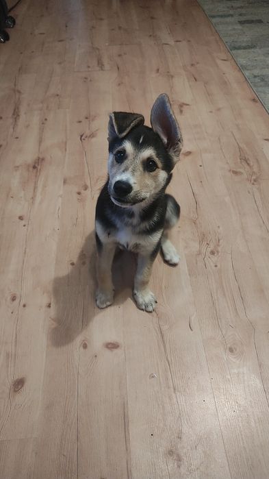 Szczeniak pies do oddania