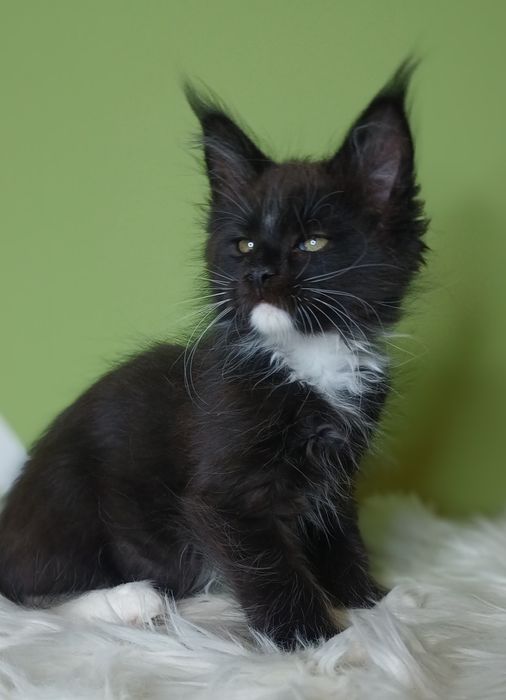 Maine Coon kocurek n09