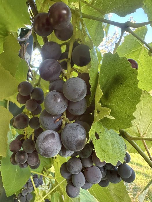 Ciemne winogrona 5 zł za kilo