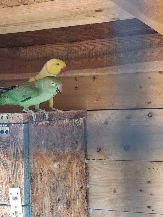 Klatka na papugi (oraz papugi )
