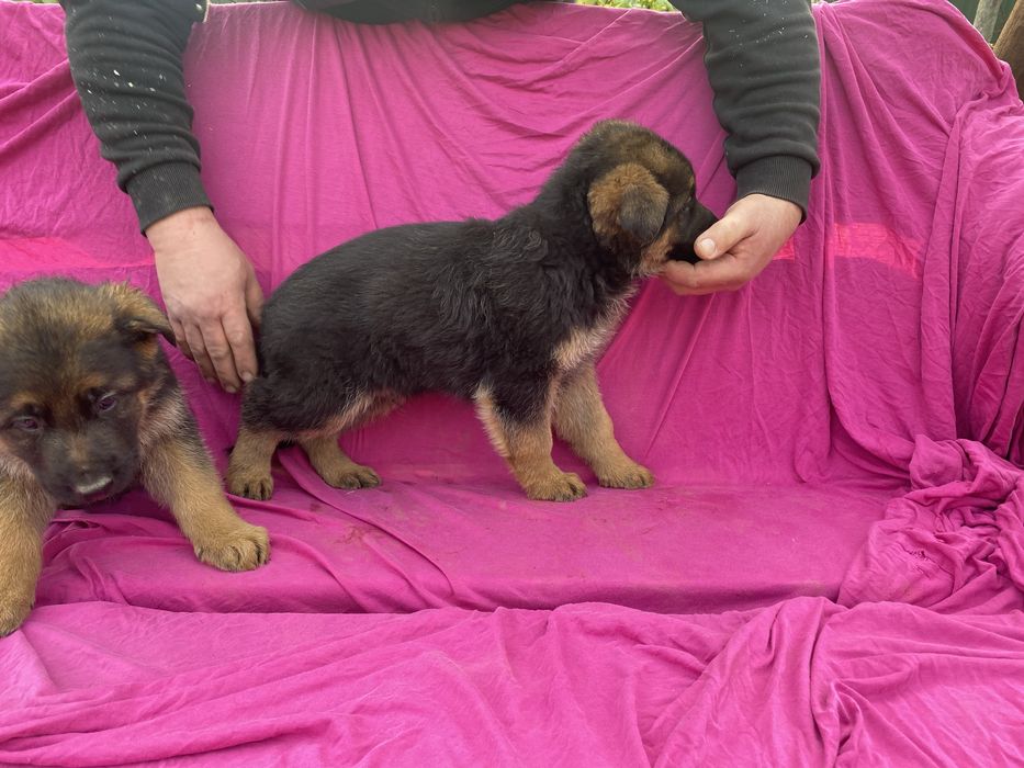 Німецька вівчарка