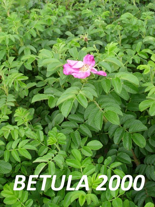 Róża rugoza  sadzonki roczne