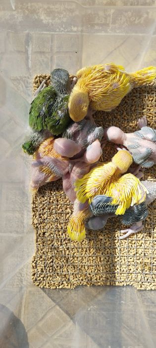 Ring necks criados a mão aves muito mansinhas tem várias cores