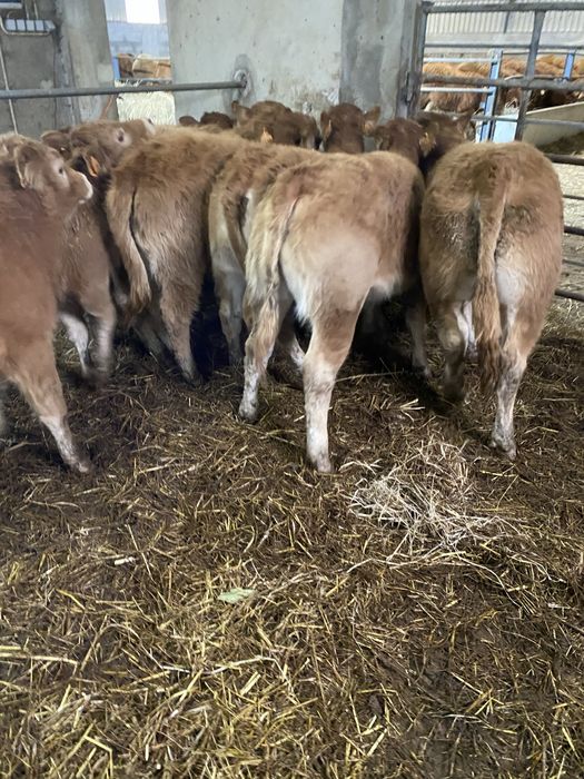 Vitelas e vitelos Limousines