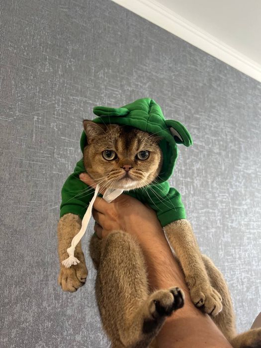 Худі жабка для котика чи маленької собаки