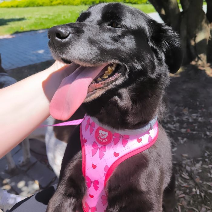 Adoção urgente cadela