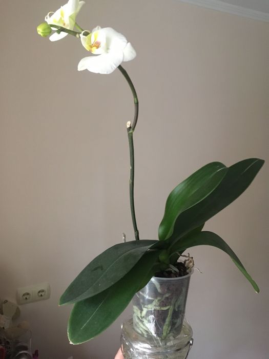 Фаленопсис. Орхидея.