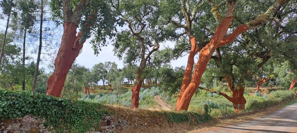 Quinta com 10 hectares, Cernache do Bonjardim, no Centro de Portugal.