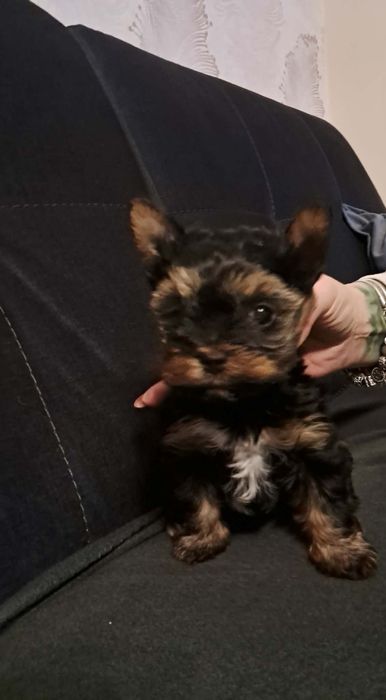 Sunia yorkshire terrier