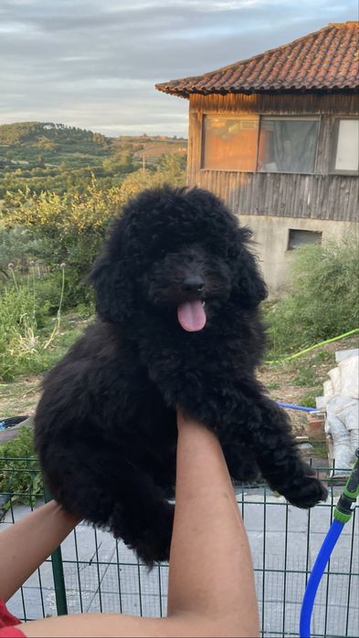 Imperdível!!! Preço especial!!! Lindo puppy de Caniche/Poodle medio procura novo dono!!!
