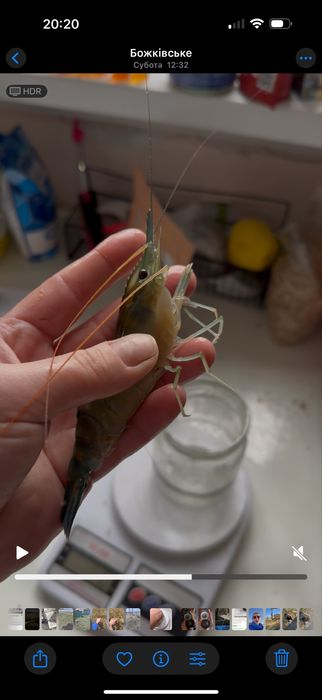 Мальок та підпощена креветка