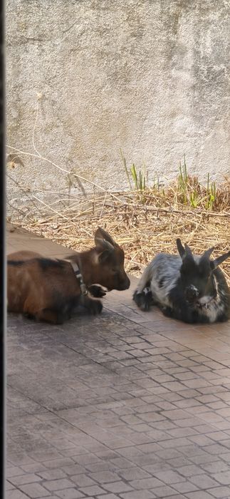 Cabras Anãs machos  com 6  meses . Muito meigos . Valor é dos 2