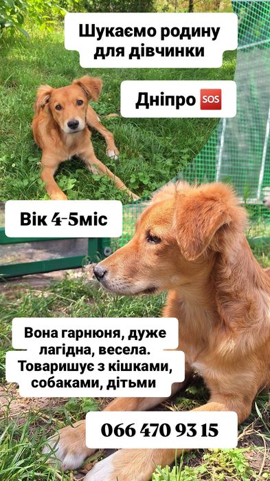 Цуценя щенок 5міс дівчинка