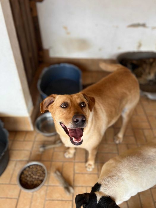 Pipoca - Para Adopção