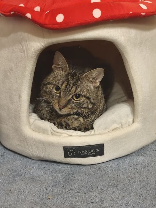 Grzybek vel Gru potrzebuje domku